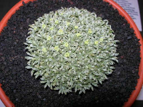 Azorella ameghinoi