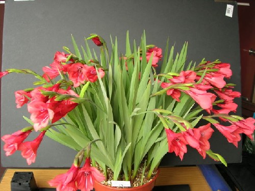 Gladiolus flanaganii