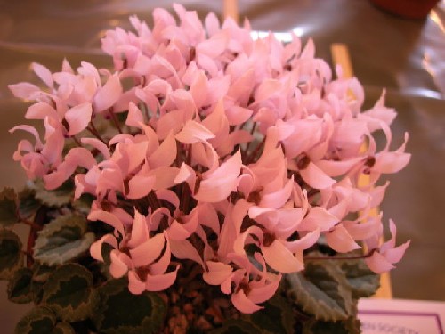 Cyclamen mirabile