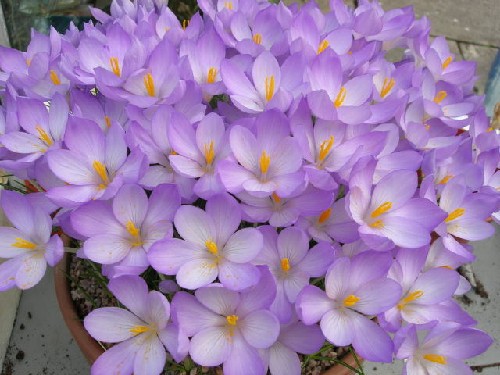 Crocus goulimyi