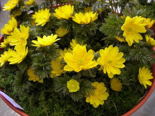 Adonis amurensis