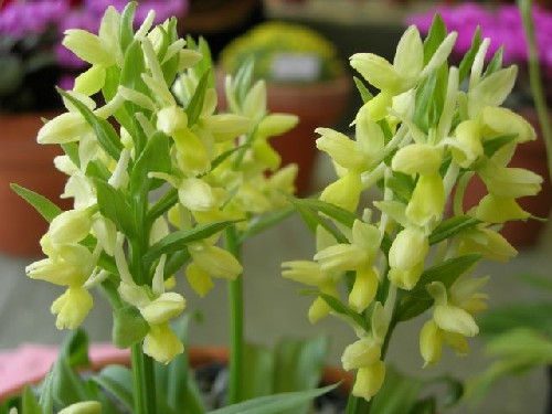 Dactylorhiza romana