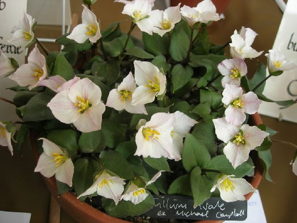 Trillium nivale