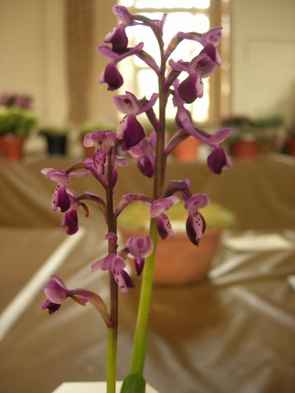 Anacamptis longicornu