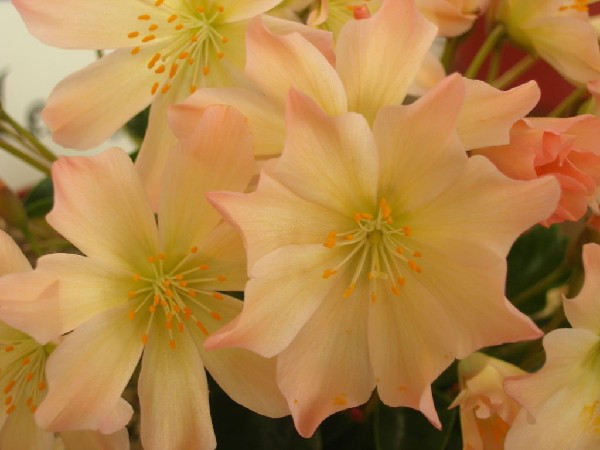 Lewisia tweedyi