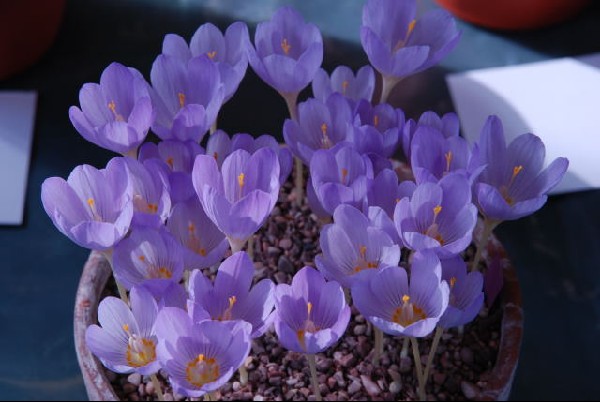 Crocus kotschyanus