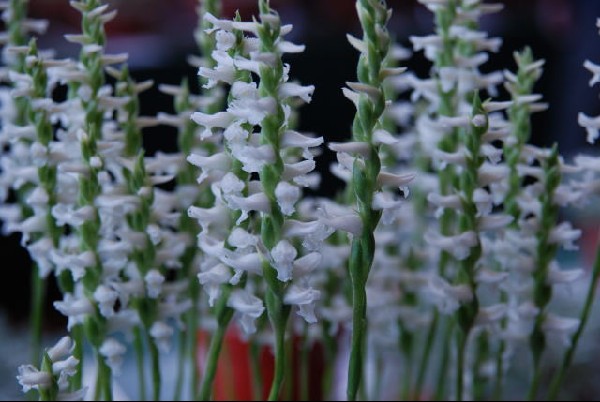 Spiranthes cernua Chadds Ford