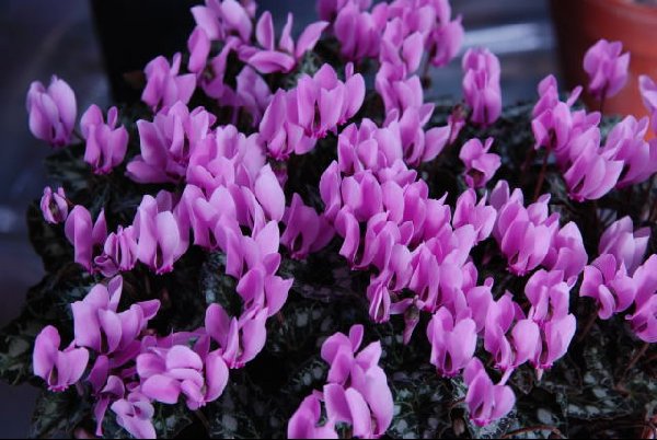 Cyclamen graecum ssp anatolicum