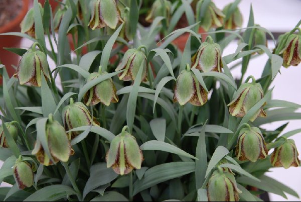 Fritillaria