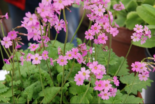 Primula polyneura