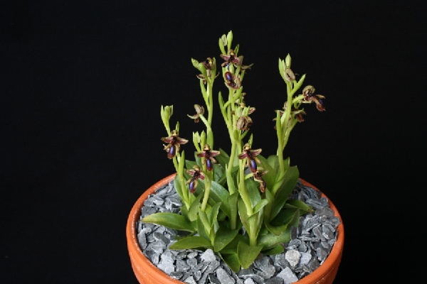 Ophrys regis-ferdinandi
