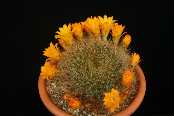 Rebutia masoneri