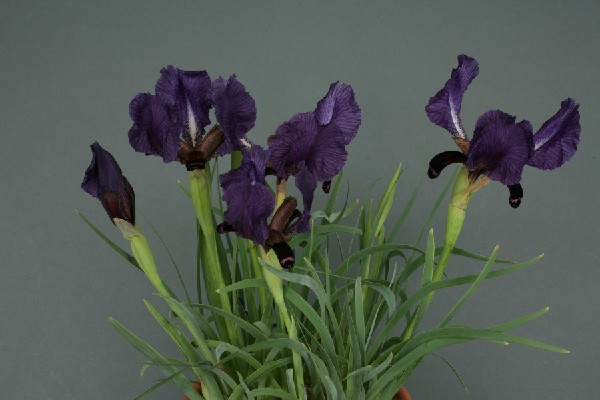 Iris paradoxa x I. paradoxa var. choshab