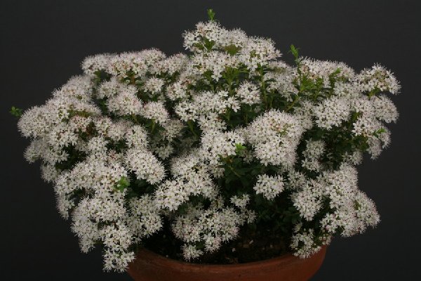 Leiophyllum buxifolium