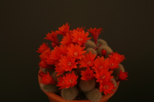 Rebutia hoffmannii