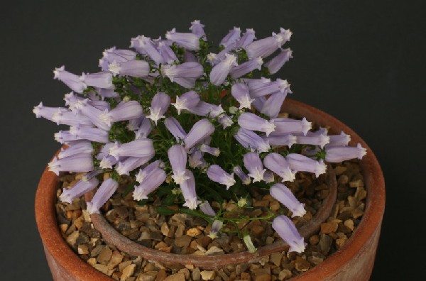 Campanula zoysii