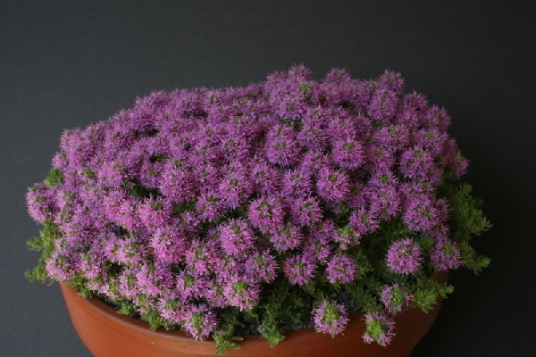 Thymus cilicus