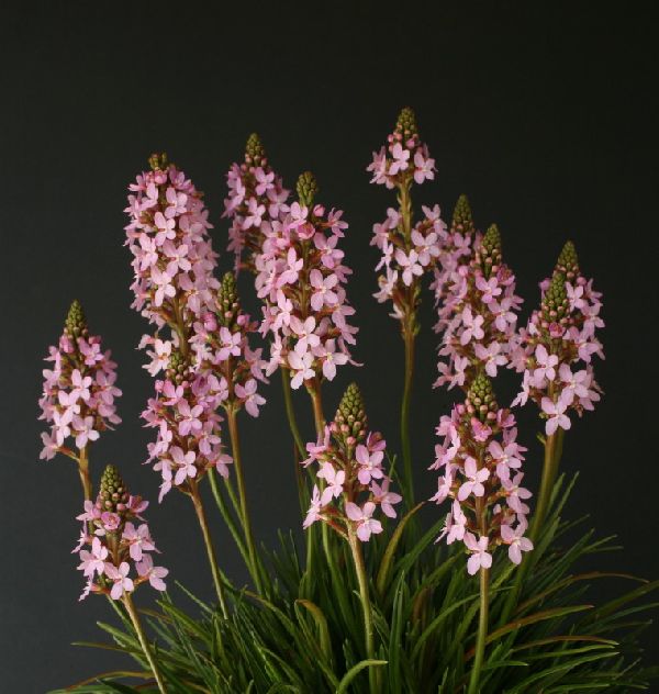 Stylidium graminifolium