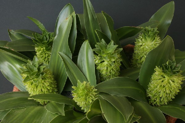 Eucomis autumnalis