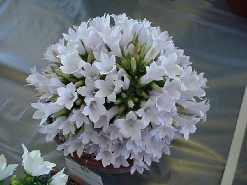 Campanula carpatha alba