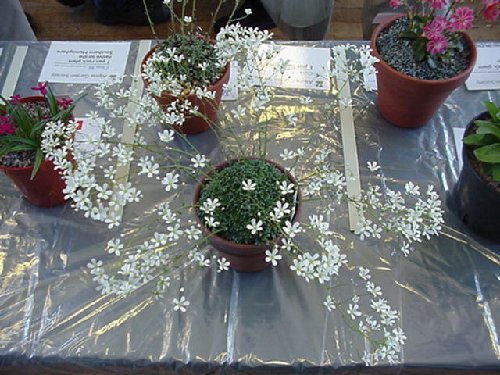 Saxifraga pseudovaldensis