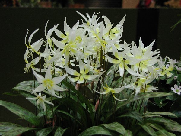 Erythronium multiscapoideum