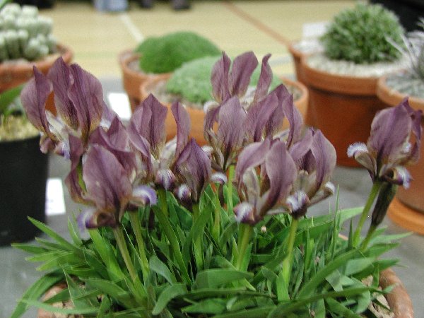 Iris suaveolens v. violacea