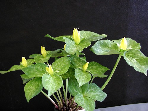 Trillium luteum