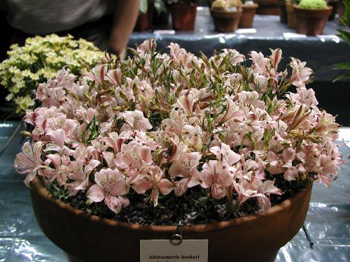 Alstroemeria hookeri subsp. hookeri