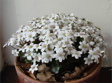 Hepatica nobilis var. japonica