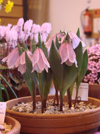 Fritillaria alburyana