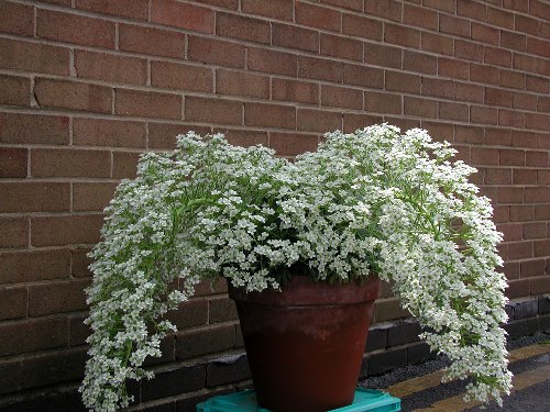 Saxifraga longifolia