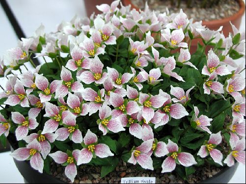 Trillium rivale