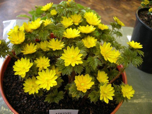 Adonis amurensis