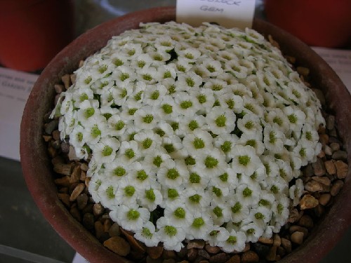 Saxifraga 'Coolock Gem'