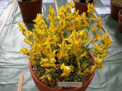 Corydalis sewerzowii