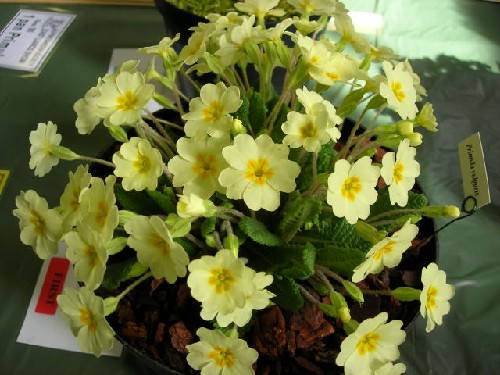 Primula vulgaris