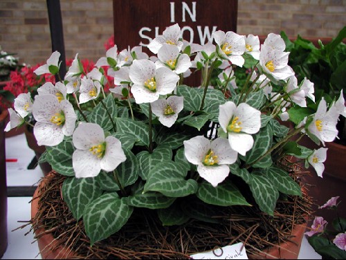 Trillium rivale