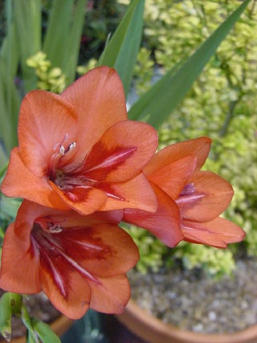 Gladiolus flanaganii