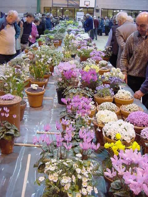 Northumberland AGS/SRGC Show, 2005