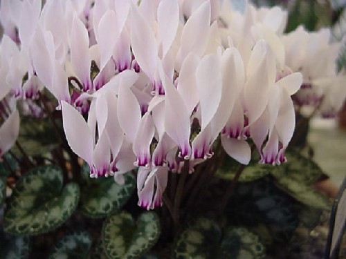 Cyclamen graecum (CSE 96466)