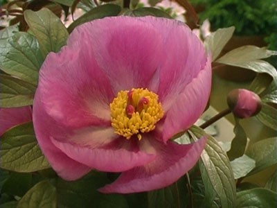 Paeonia cambessedessii