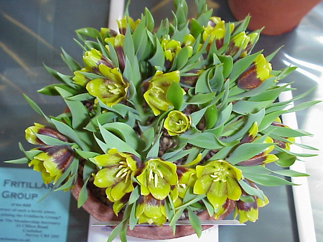 Fritillaria michaelowskii