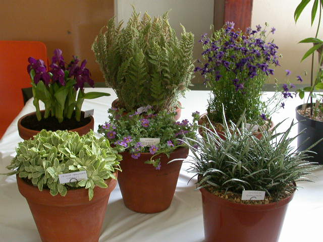 Class 53: 6 pans rock plants distinct - 3 in flower and 3 foliage