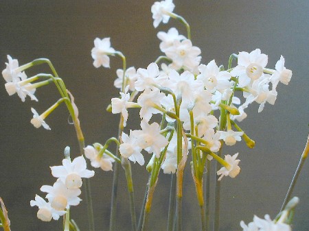 Narcissus Dubius