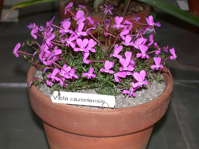 Viola cazorlensis