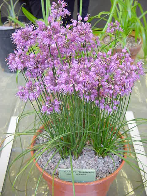 Allium thunbergii 'Osawa'