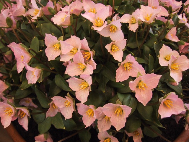 Trillium rivale (pink form)