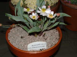 Ranunculus calandrinioides
