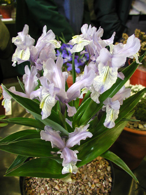 Iris graeberiana